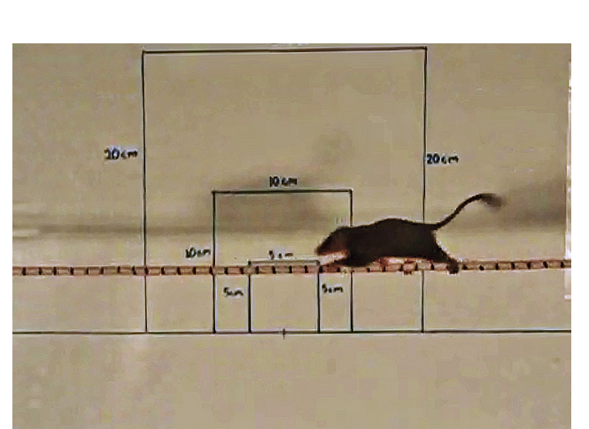 A feathertail glider walking diagonally along a 2 mm pole marked with vertical blue lines, against a background of squares used for video calibration