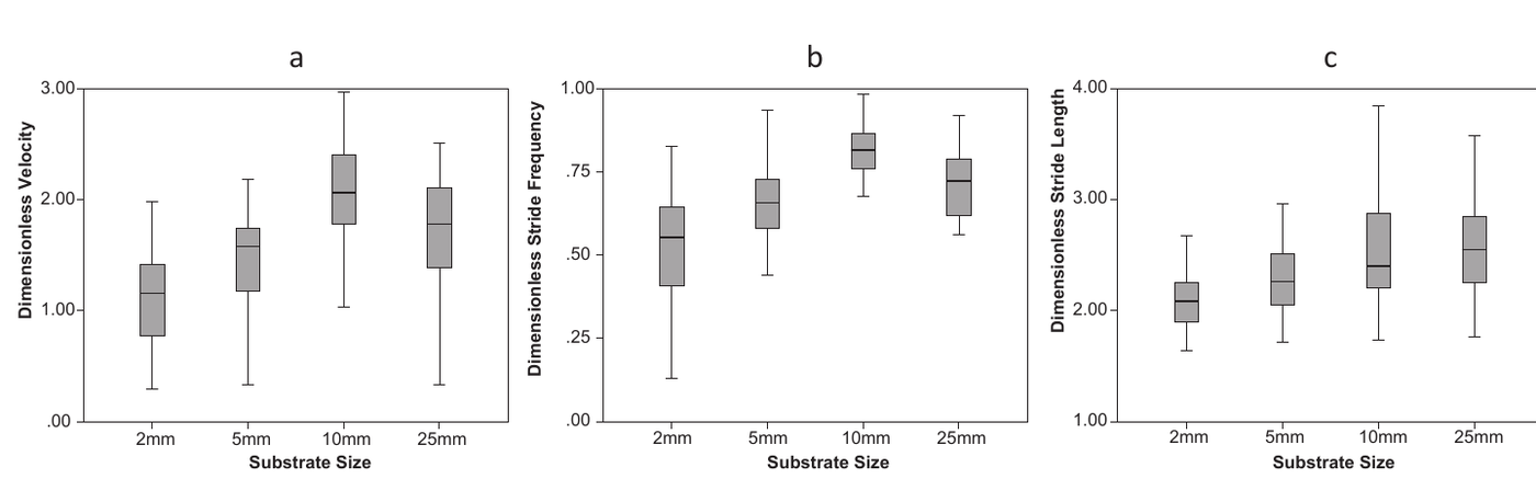 Three boxplots showing dimensionless velocity, dimensionless stride frequency, and dimensionless stride length across the four substrate sizes, each increasing towards the larger substrates