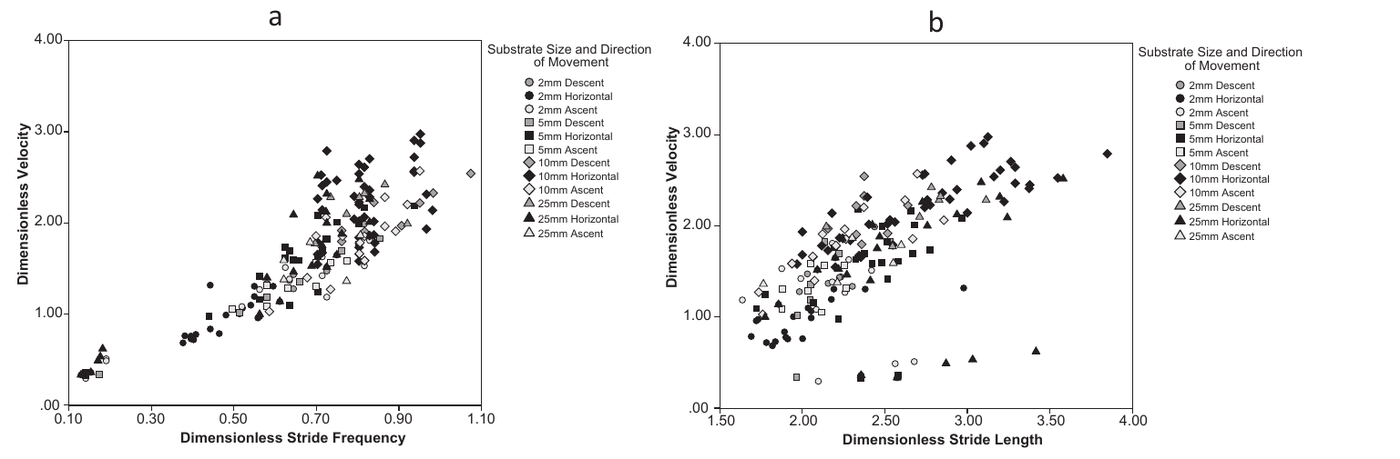 Two scatterplots of dimensionless velocity against dimensionless stride frequency and against dimensionless stride length, both showing positive relationships