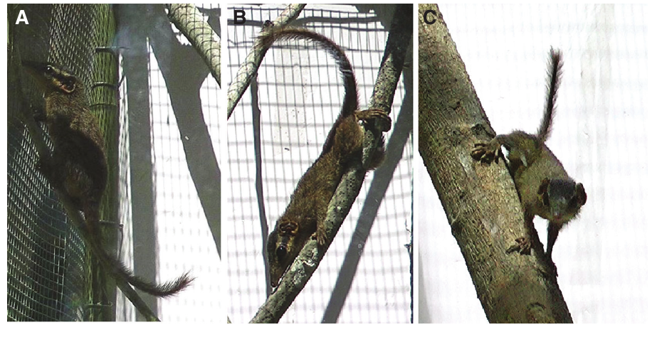 Photographs of Dendrogale murina demonstrating hallucal, convergent, and claw grasp on captive enclosure substrates