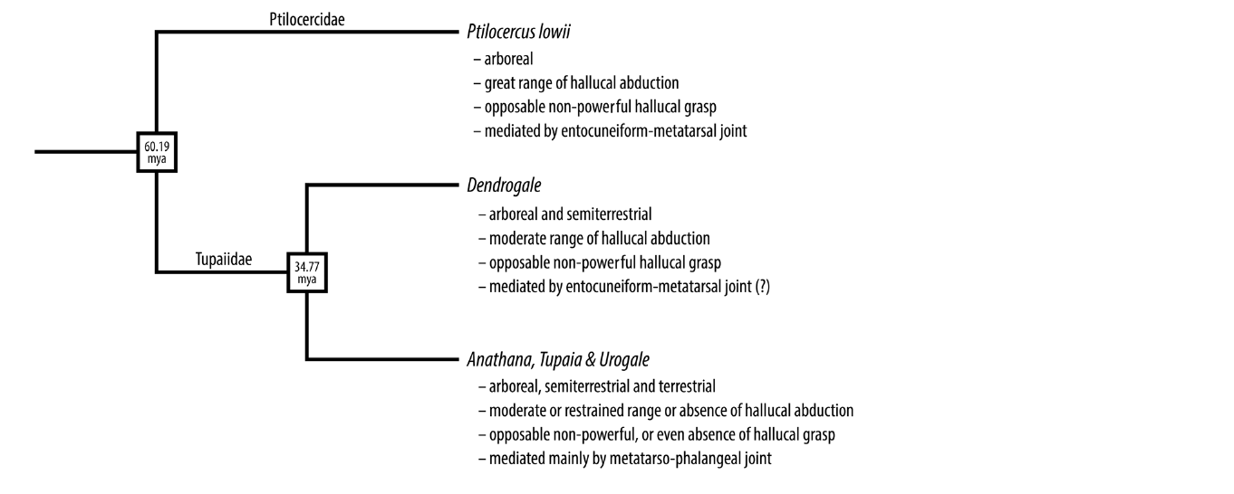 Phylogenetic tree of Scandentia showing behavior, hallucal abduction range, and grasping capacity for Ptilocercus lowii, Dendrogale, and the remaining tupaiid scandentians