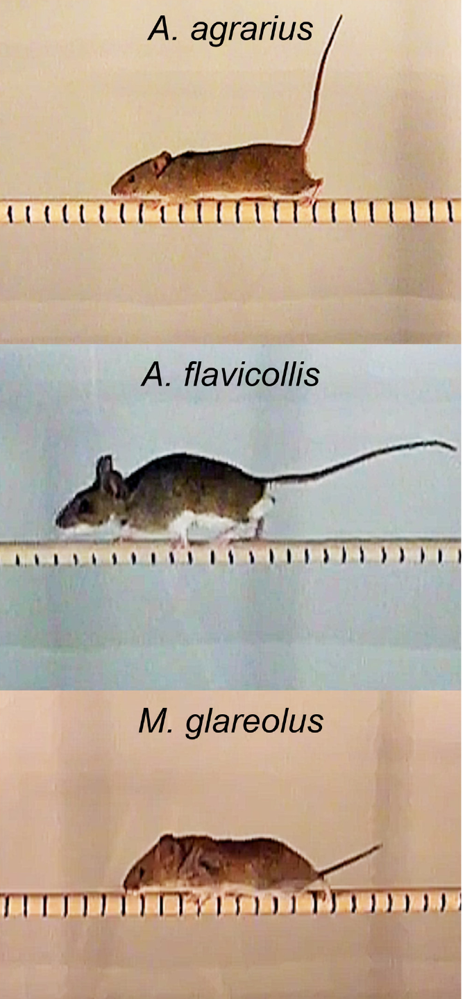 Video stills of the striped field mouse, yellow-necked mouse, and bank vole traversing a horizontal 10 mm substrate