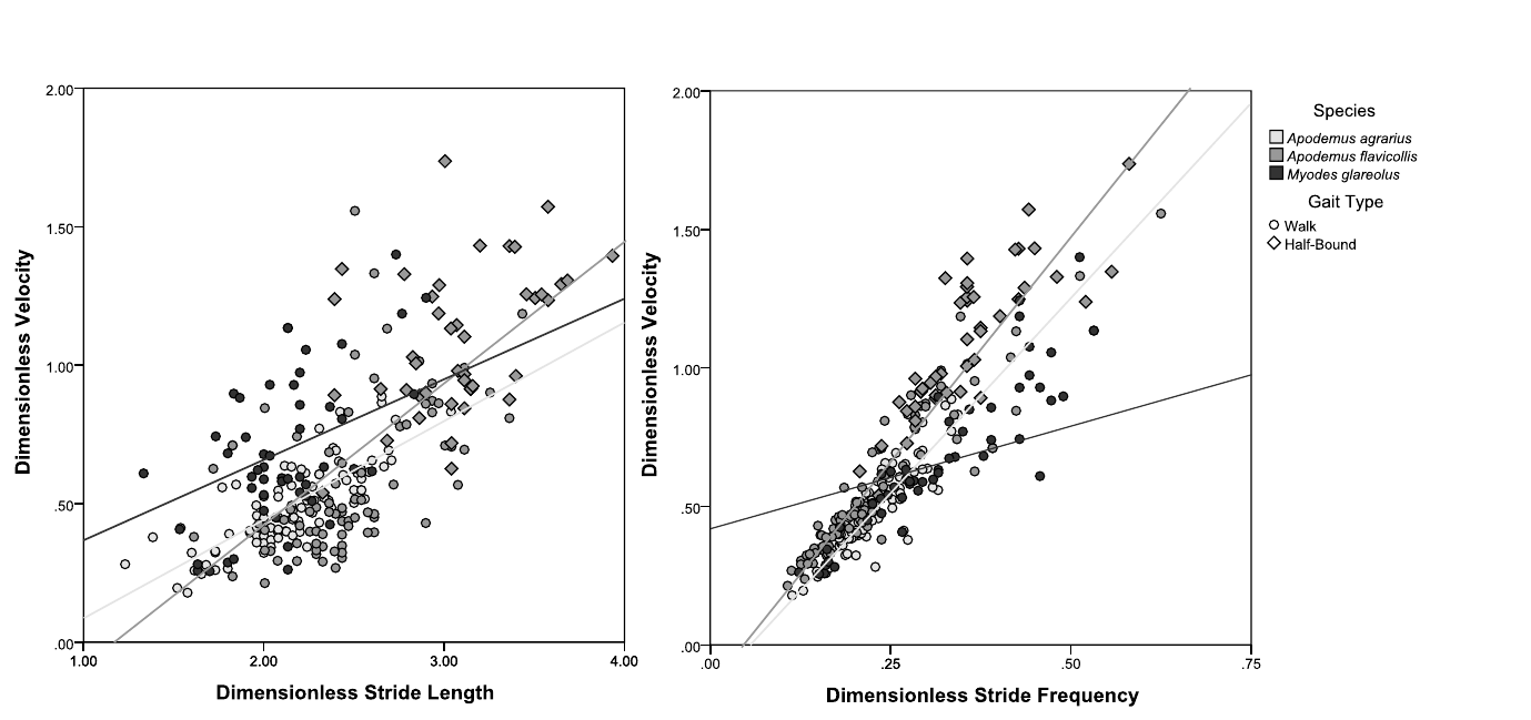 Scatterplot of dimensionless velocity as a function of dimensionless stride length and stride frequency