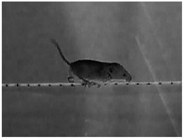 A video still of a harvest mouse walking along a 2 mm rod marked with vertical lines every centimetre