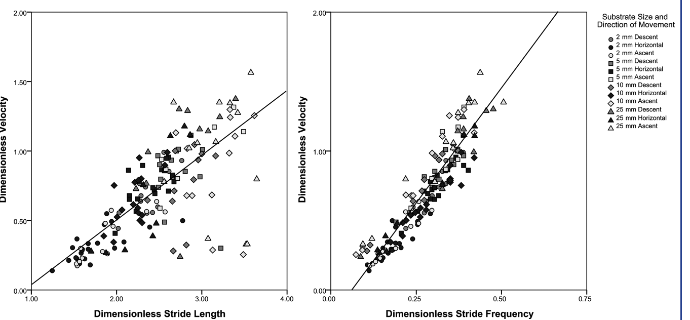 Two scatterplots of dimensionless velocity against dimensionless stride length and against dimensionless stride frequency, both with significant positive regression lines