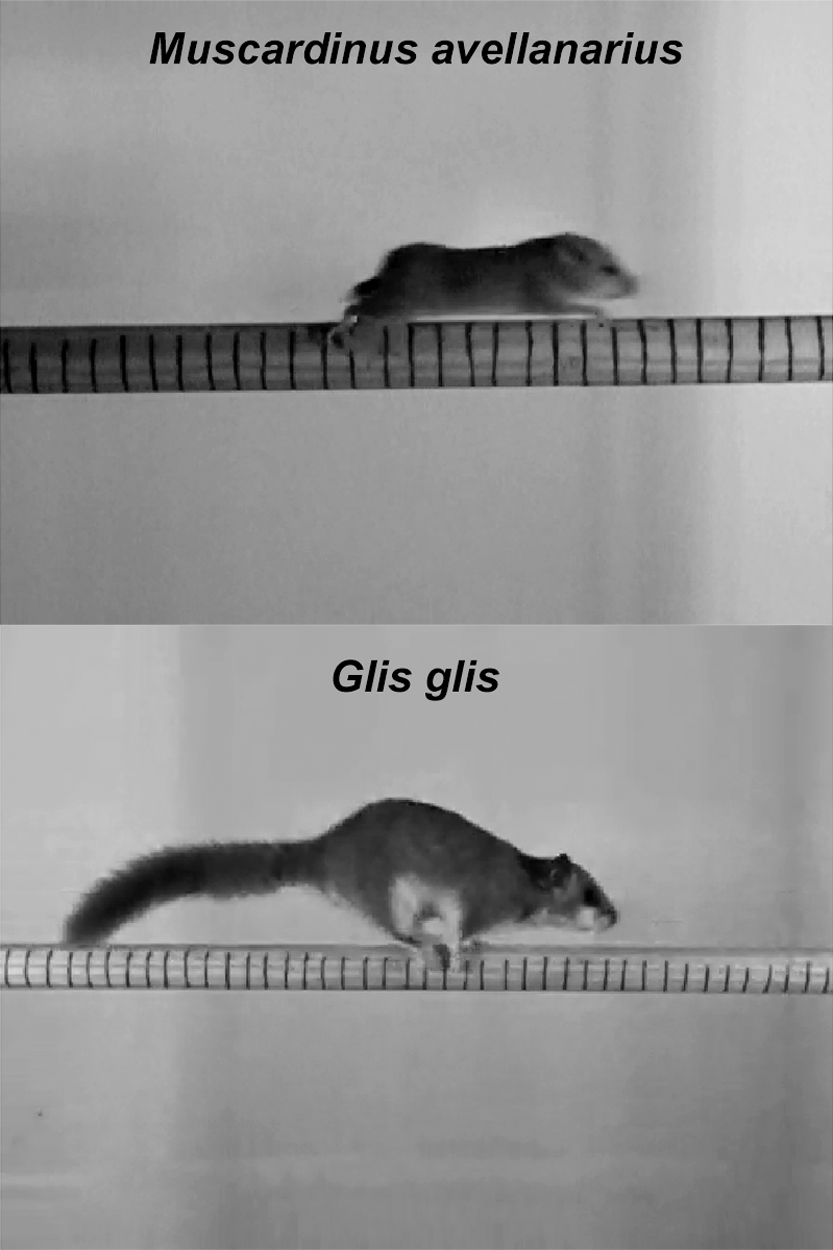 Still images of the studied specimens on horizontal substrates of 25 mm diameter