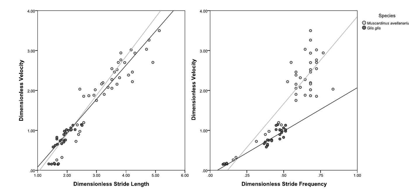 Scatterplots of dimensionless velocity as a function of dimensionless stride length and dimensionless stride frequency