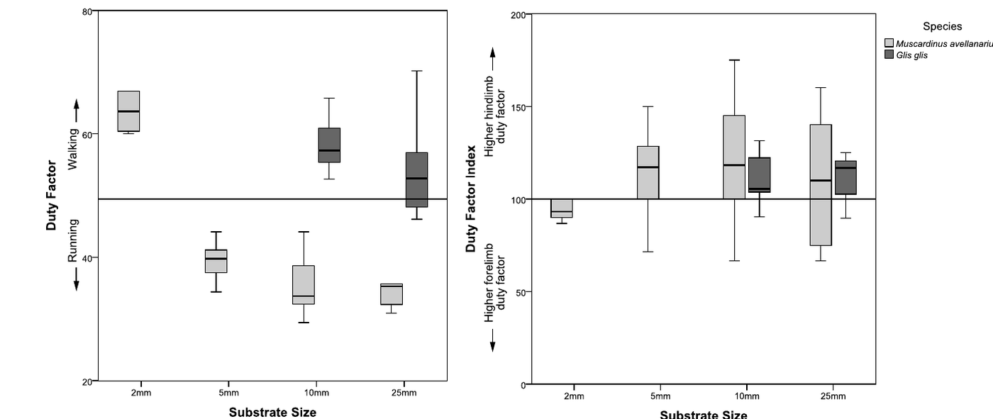 Boxplots of the distribution of gaits' duty factor and duty factor index in the substrate size categories examined