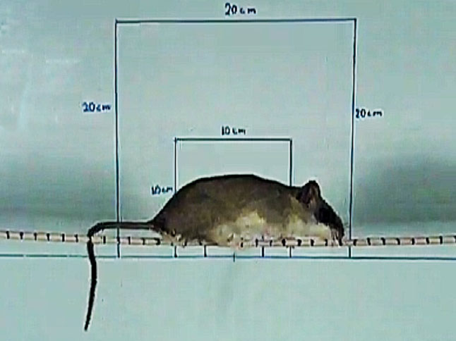 Still image of a male Thallomys paedulcus walking on a 5 mm substrate