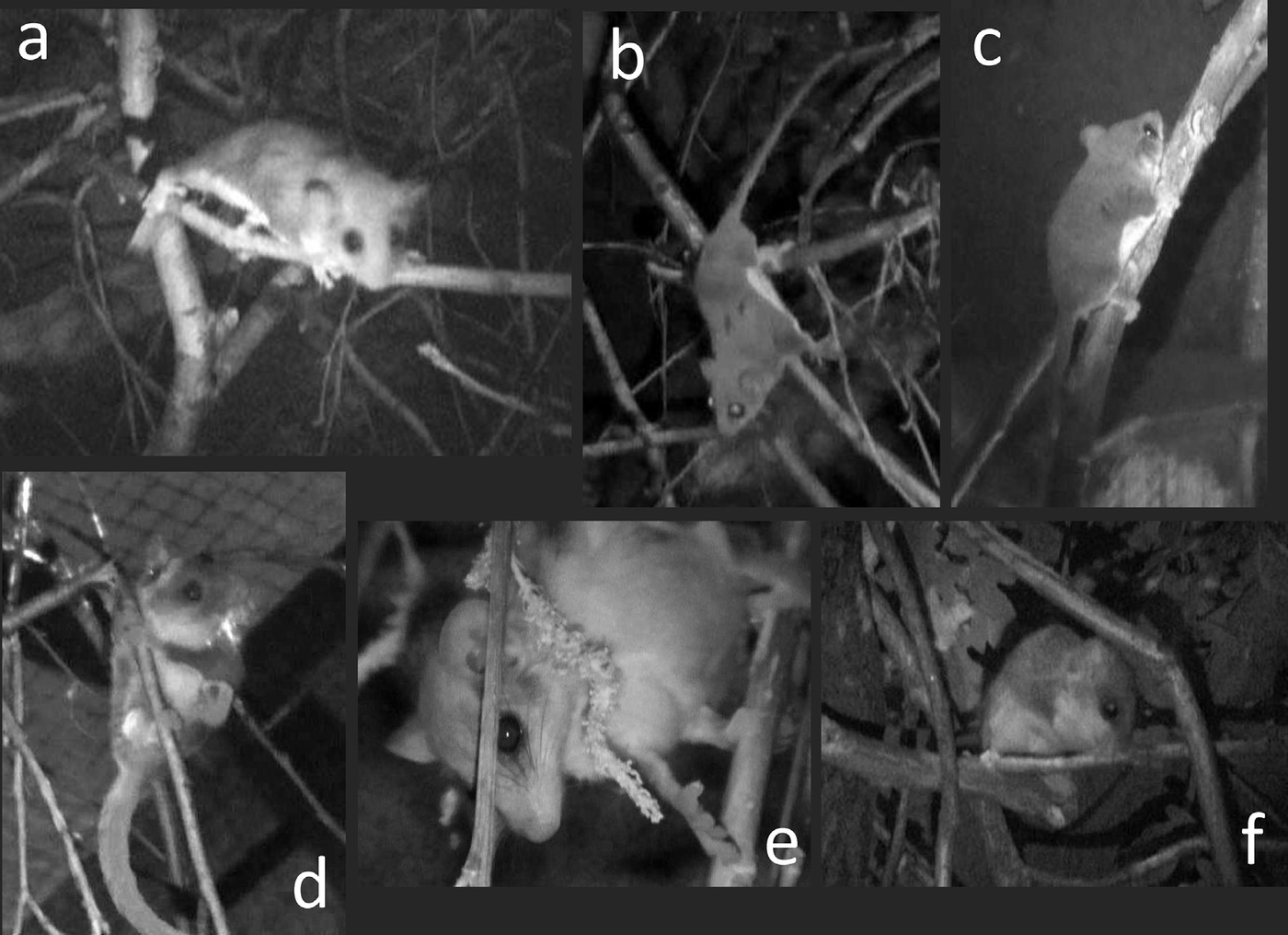 Positional modes of captive feathertail gliders Acrobates pygmaeus