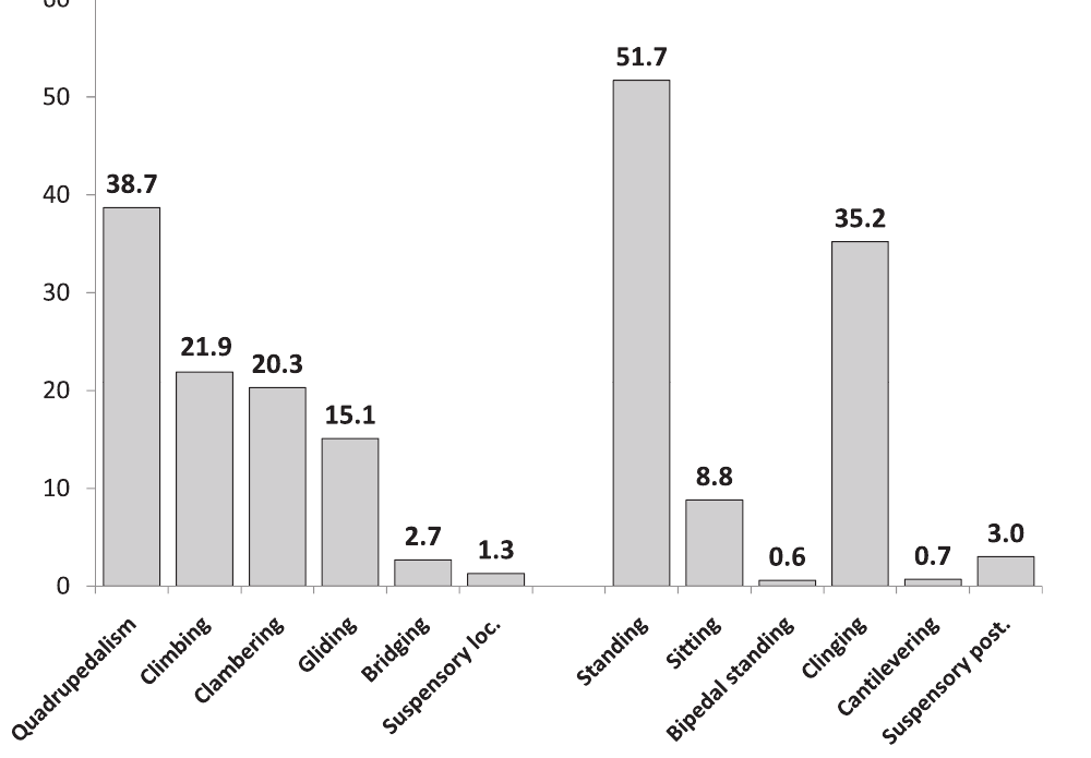 Percentages of locomotor and postural mode use by captive feathertail gliders Acrobates pygmaeus