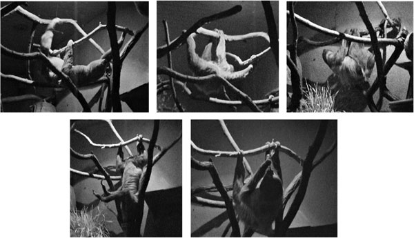 Positional modes of captive Choloepus didactylus