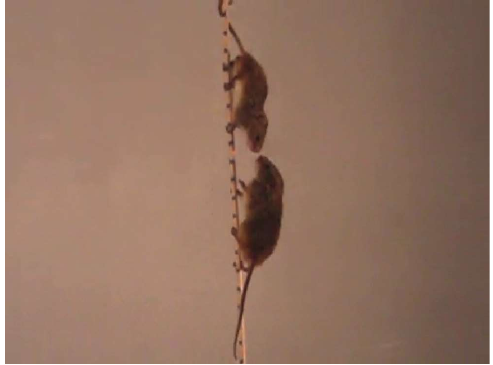 Still image from a video recording of Eurasian harvest mice climbing the vertical experimental support