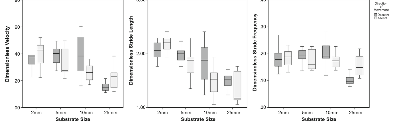 Boxplots of the distribution of dimensionless velocity, dimensionless stride length and dimensionless stride frequency for the substrate sizes examined