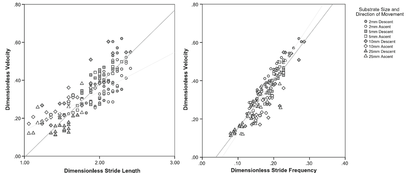 Scatterplot of dimensionless velocity as a function of dimensionless stride length and dimensionless stride frequency