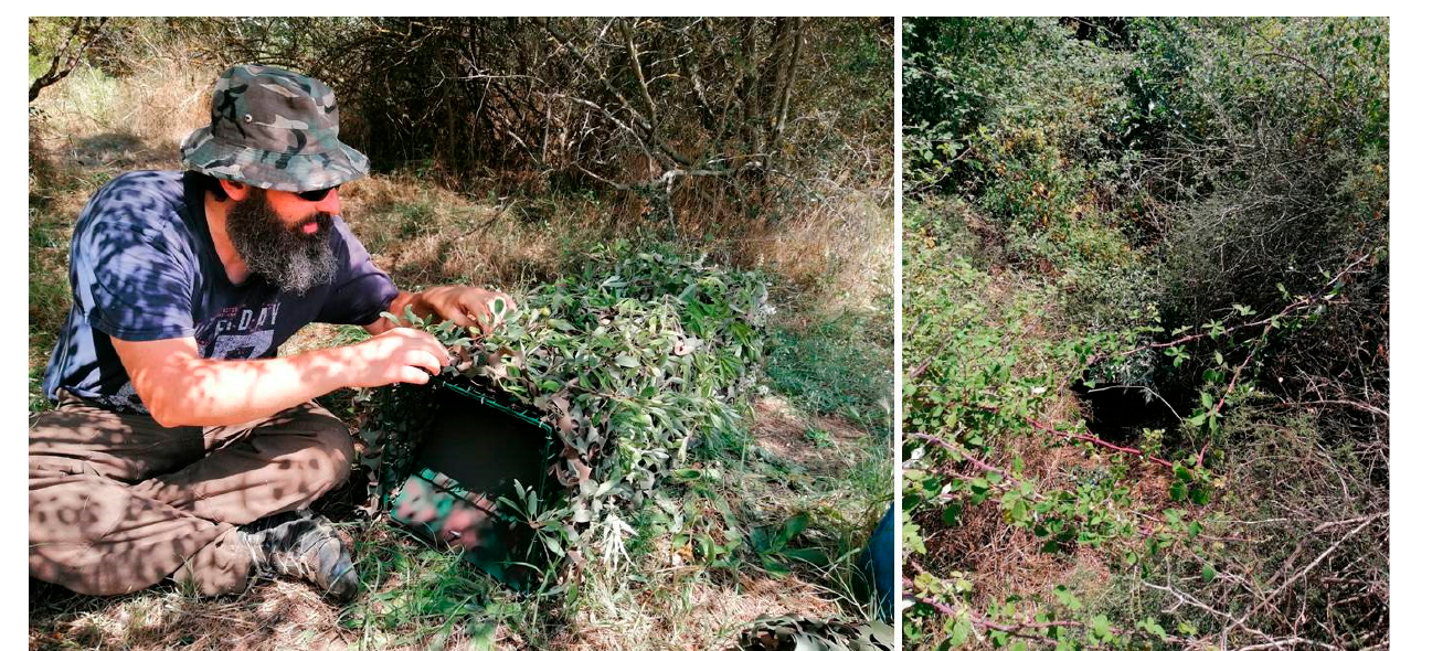 Photos showing the preparation and placement of a camouflaged cage trap