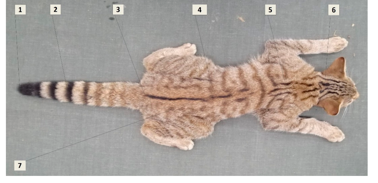 Photo of a captured wildcat with the seven key pelage characteristics labelled