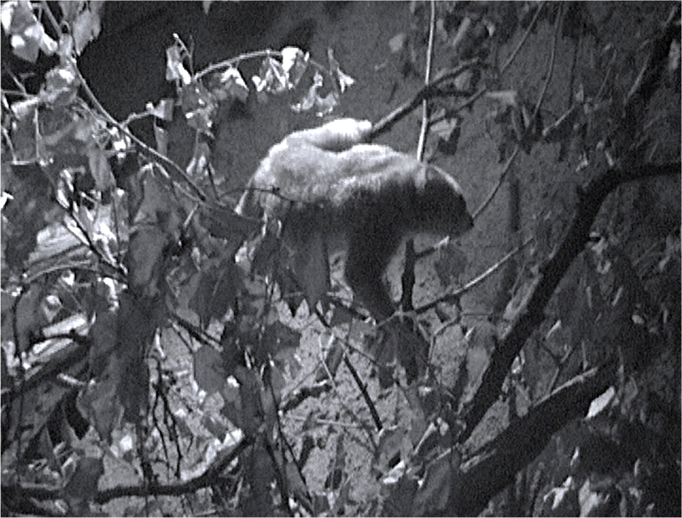 Video still of a study animal clambering around the surrounding environment of the enclosure