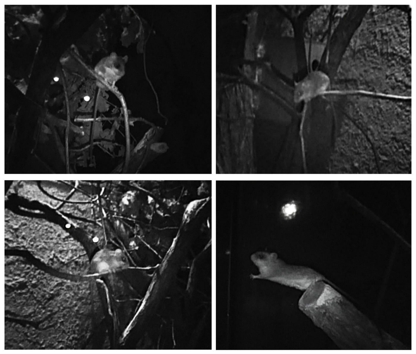 Video stills from the enclosure of Thallomys paedulcus showing the animals and the available substrates